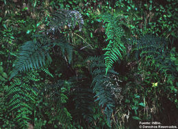 Image of mountain silverback fern