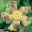 Image of Prestonia peregrina R. E. Woodson
