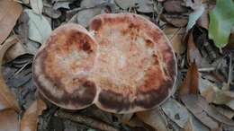 Image of Laetiporus persicinus (Berk. & M. A. Curtis) Gilb. 1981