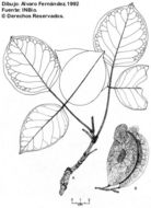 Image of Platymiscium