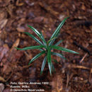 Podocarpus guatemalensis Standl. resmi