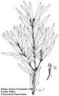 Image of Podocarpus guatemalensis Standl.