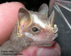 Image of broad-nosed bat