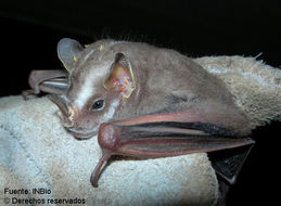 Image of broad-nosed bat