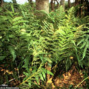 Image of <i>Pteris plumula</i> Desv.