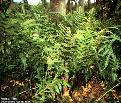 Слика од <i>Pteris plumula</i> Desv.