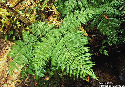 Image of Pteris livida Mett.