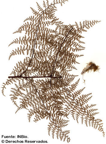 Image of Pityrogramma pearcei (T. Moore) Domin
