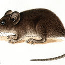 Image of Alston's Brown Mouse