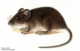 Image of brown mouse