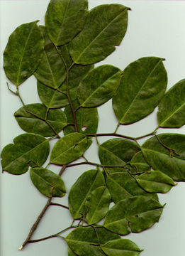 Image of Lepidobotryaceae