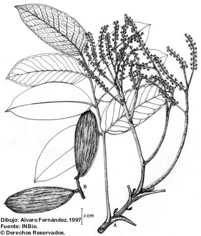 Imagem de <i>Sclerolobium costaricense</i> Zamora & Poveda