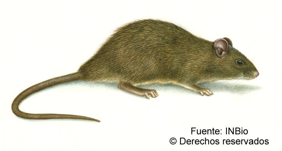 Image of Rattini