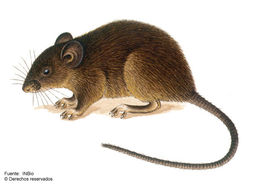 Image of brown mouse