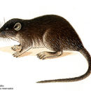 Image of Goldman's water mouse