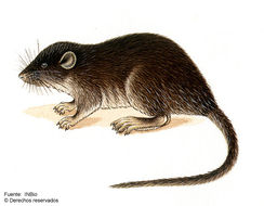 Image of water mouse