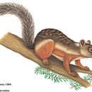 Слика од Sciurus variegatoides Ogilby 1839