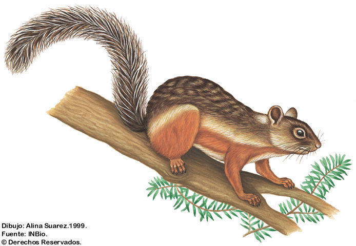 Image of Variegated Squirrel