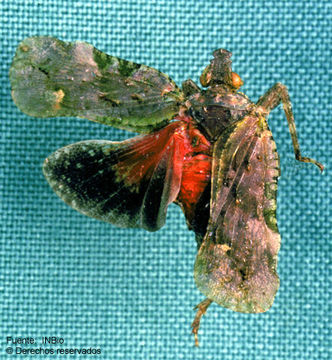 Imagem de Sinuala tuberculata O'Brien 1991