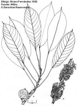 Image of Sideroxylon capiri (A. DC.) Pittier