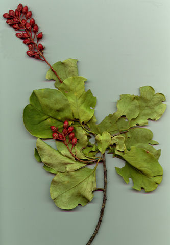 Image de Stegnospermataceae