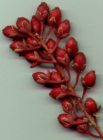 Image de Stegnospermataceae