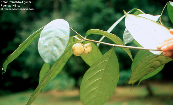 Image of <i>Stemmadenia pauli</i> Leeuwenberg. 1994