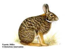 Image of Dice's cottontail