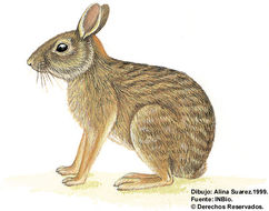 Image of Forest Rabbit