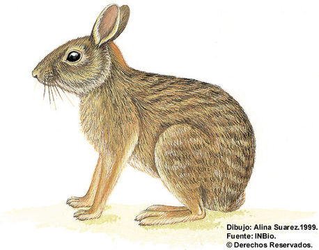 Image of Forest Rabbit