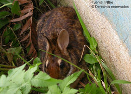 Image de Sylvilagus brasiliensis (Linnaeus 1758)