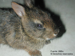 Image of Forest Rabbit