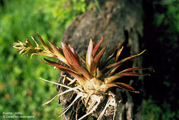 Tillandsia biflora Ruiz & Pav. resmi