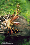 Tillandsia biflora Ruiz & Pav. resmi