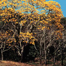 Plancia ëd Handroanthus ochraceus (Cham.) Mattos