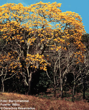 Image de Handroanthus ochraceus (Cham.) Mattos