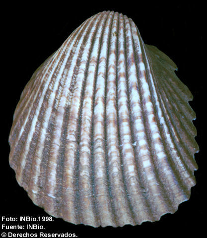 Image of Trachycardium procerum (G. B. Sowerby I 1833)