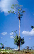 Image of <i>Tabebuia guayacan</i> (Seem.) Hemsl.