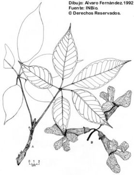 Image of <i>Tabebuia guayacan</i> (Seem.) Hemsl.