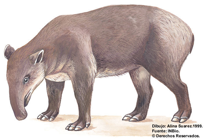 Image of <i>Tapirus bairdii</i>