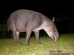 Image of <i>Tapirus bairdii</i>