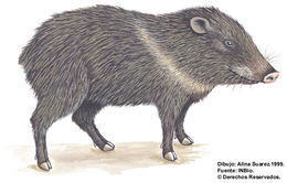 Image of peccaries