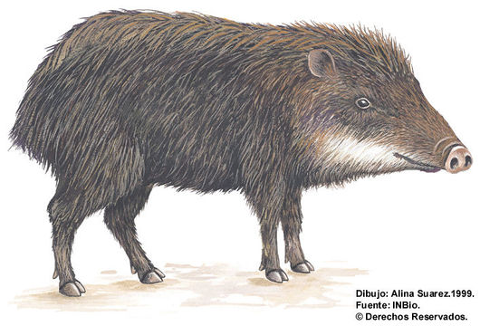 Image of white-lipped peccary