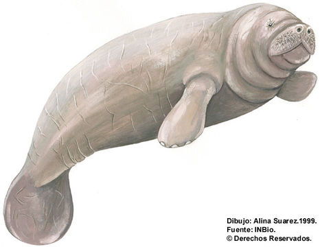 Image of manatee