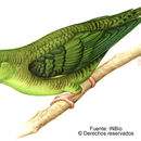 Image of Barred Parakeet