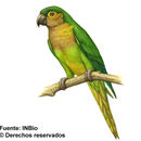 Image of <i>Aratinga pertinax</i> (Linnaeus 1758)