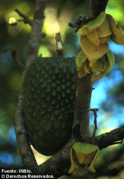 Image de Annona muricata L.