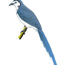 Image of White-throated Magpie-Jay