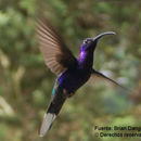 Image of Violet Sabrewing