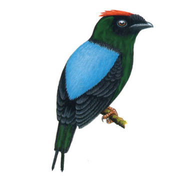 Image of Lance-tailed Manakin